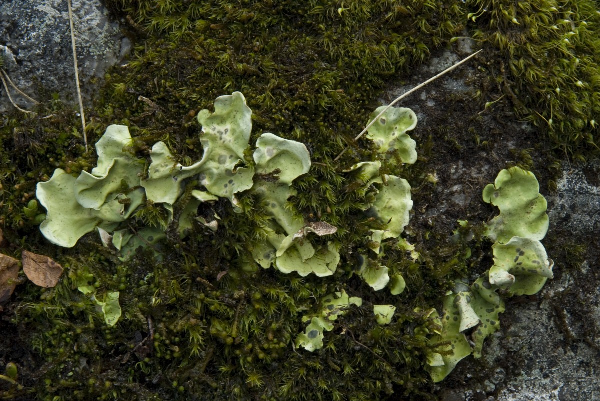 Представитель Семейства Nephromataceae